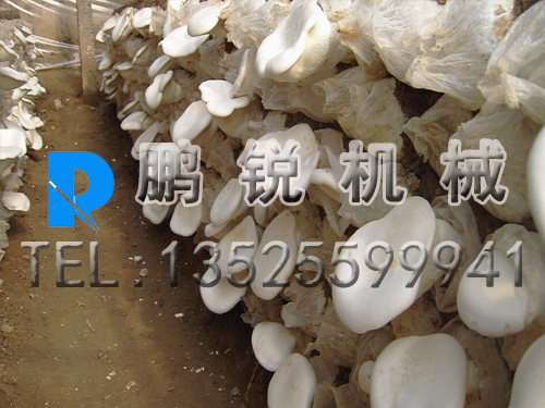 菇木樹(shù)枝削片機(jī)