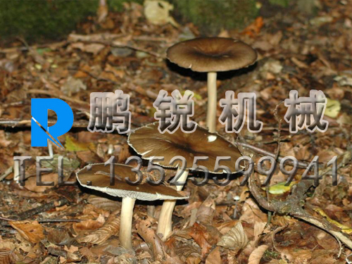 菇木樹(shù)枝削片機(jī)